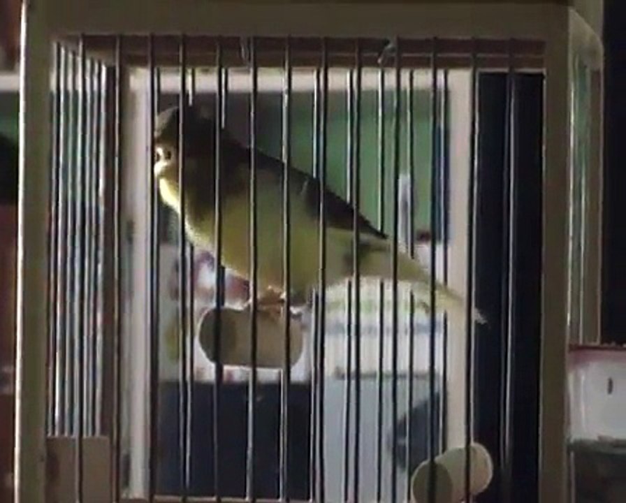 Timbrado español