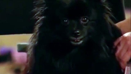 Hypno Dog from Britains Got Talent