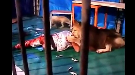Circus Lion Attacks Man 480p