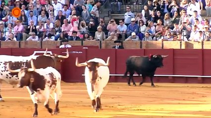 Novillada del 14 de junio de 2015 en la Maestranza de Sevilla