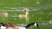 20140611 212 Canada Goose Goslings Eating Cottonwood Seeds On The Reservoir