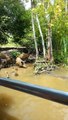 Un cochon sauvage attaqué par un alligator