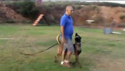 אילוף כלבים - המרכז הכלבני עמוס שיבולי - סרטוני הדרכה