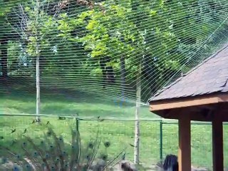 Pauni parcul I.O.R.- Bucuresti