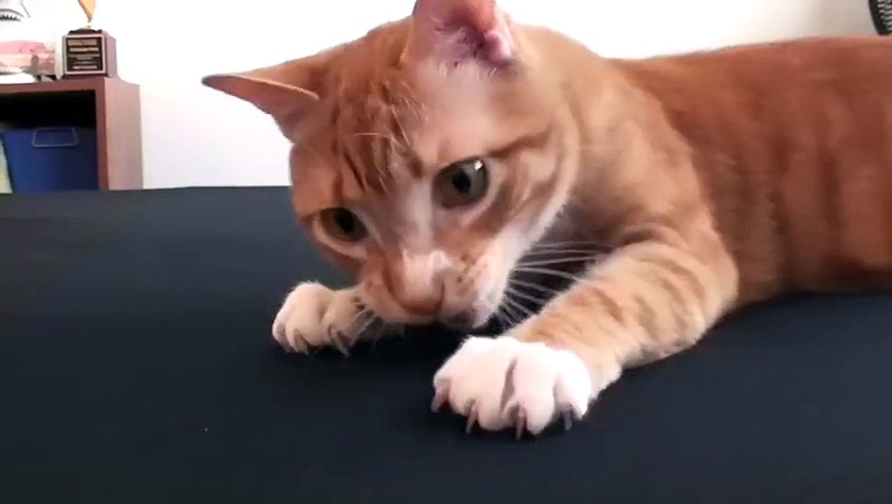 Quand faire son lit avec un chat joueur à proximité devient un vrai casse-tête