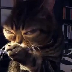 Une chatte avec des yeux d'extra-terrestre