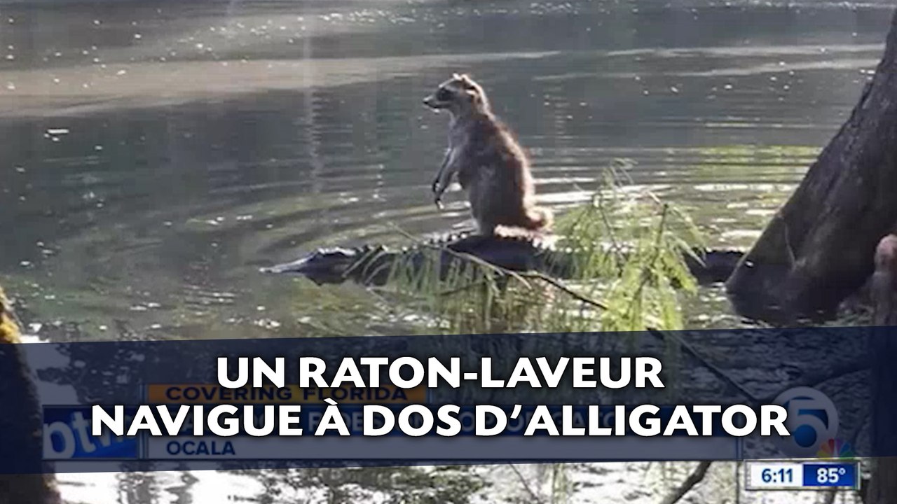 Un raton-laveur navigue à dos d’alligator