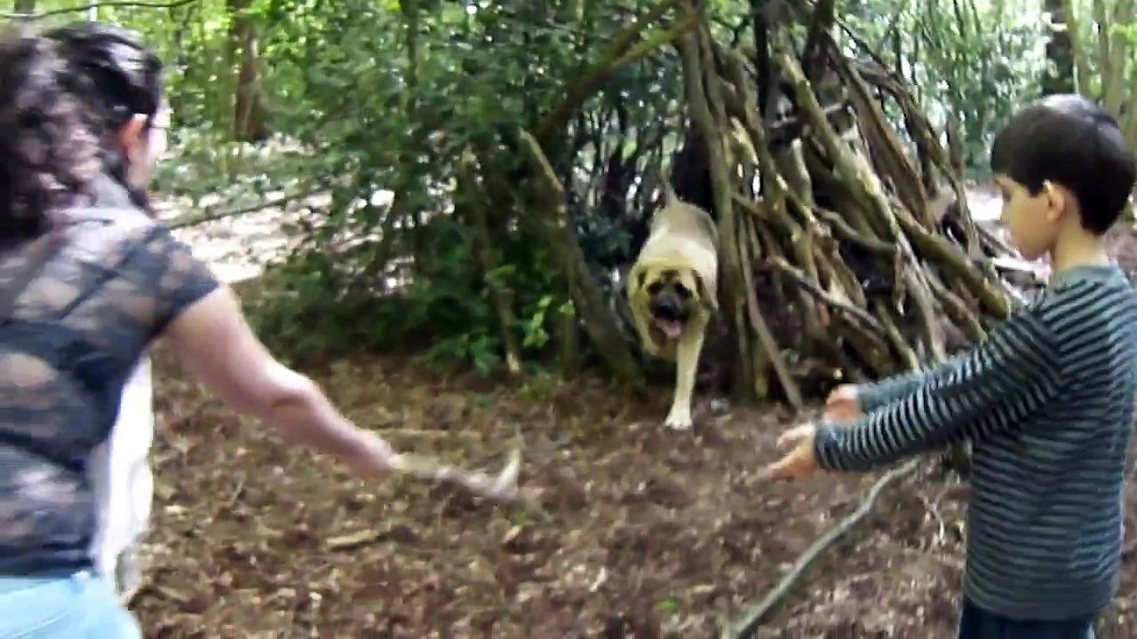 largest dog breed  - Old English Mastiff - Conan 10 months old