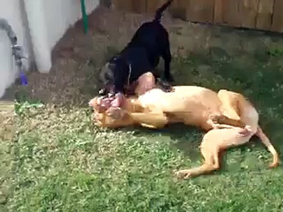 Staffordshire Bull Terrier v Pit Bull