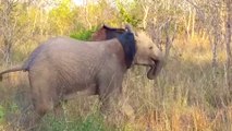 Baby elephant adorably attempts to intimidate tourists