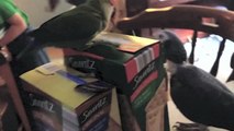 Cute Parrots Kissing! | Pets | JendisJournal