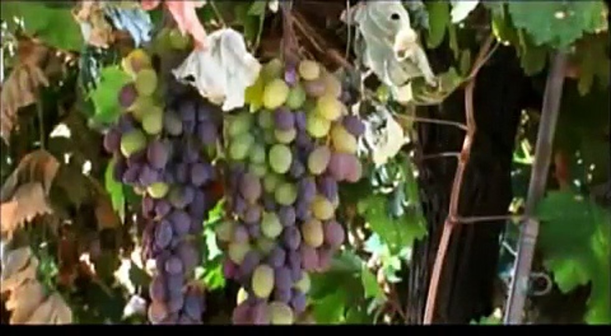 How Its Made   Raisins Discovery Channel