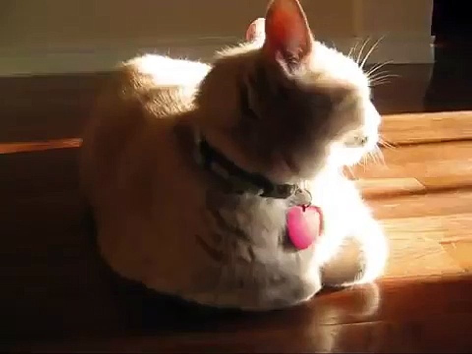 Cat is talking back