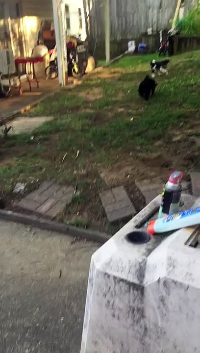 Dog FIGHT