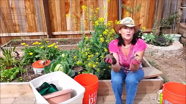 Planting Potatoes in Containers