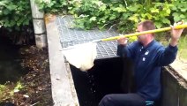 Man Rescues Ducklings From Grate