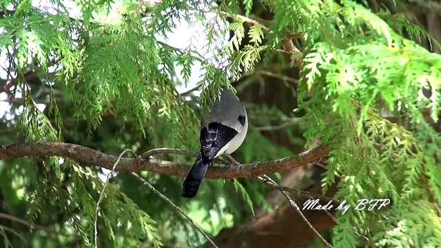 灰鷽樹枝版-大雪山Grey-headed Bullfinch-bfpmv-0723