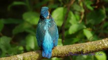 Top Favorite 4K, UHD clips 2014 - 01, Kingfisher, Martin Pescador, Eisvogel, Germany