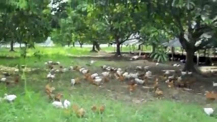 Bounty Fresh Food Inc, Colored Chicken Contract Growing