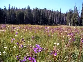 Moody Blues-Lovely To See You
