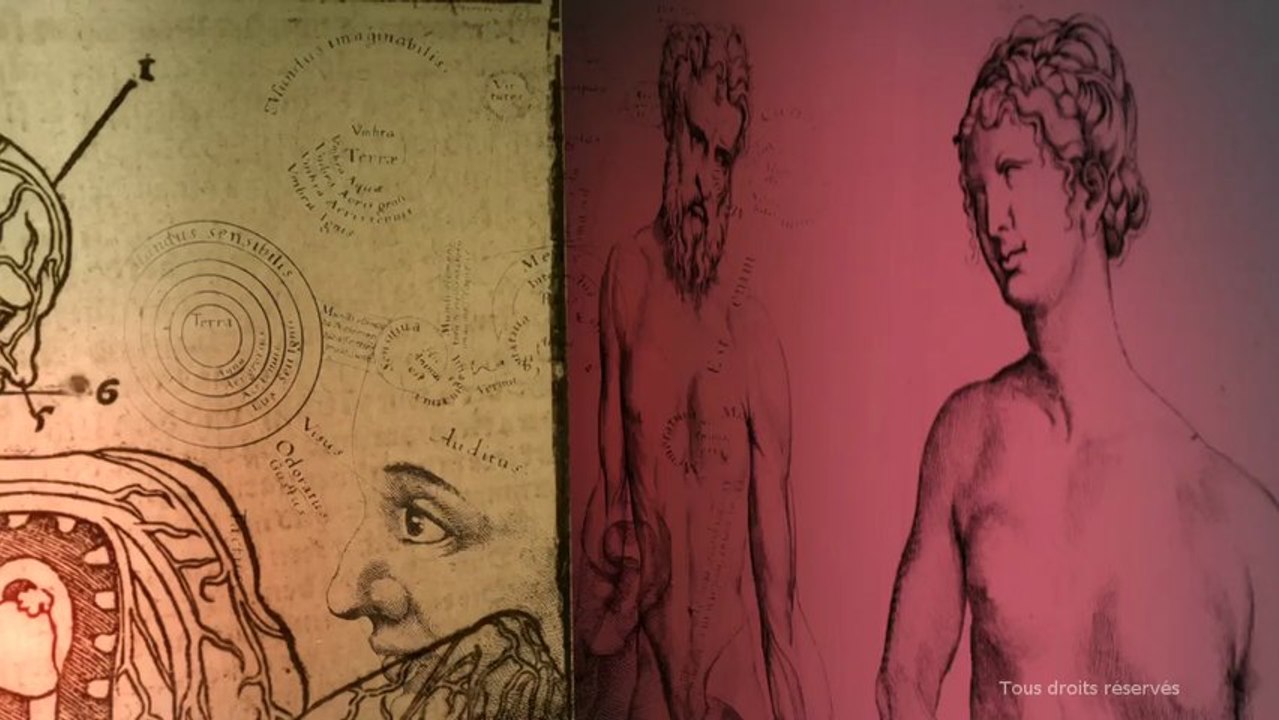 Voir le cerveau - Intro