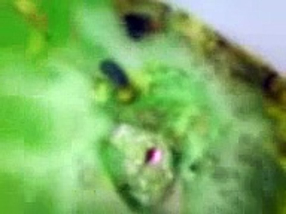 English Countryside Bath Ballistic from Lush - Bath Bomb