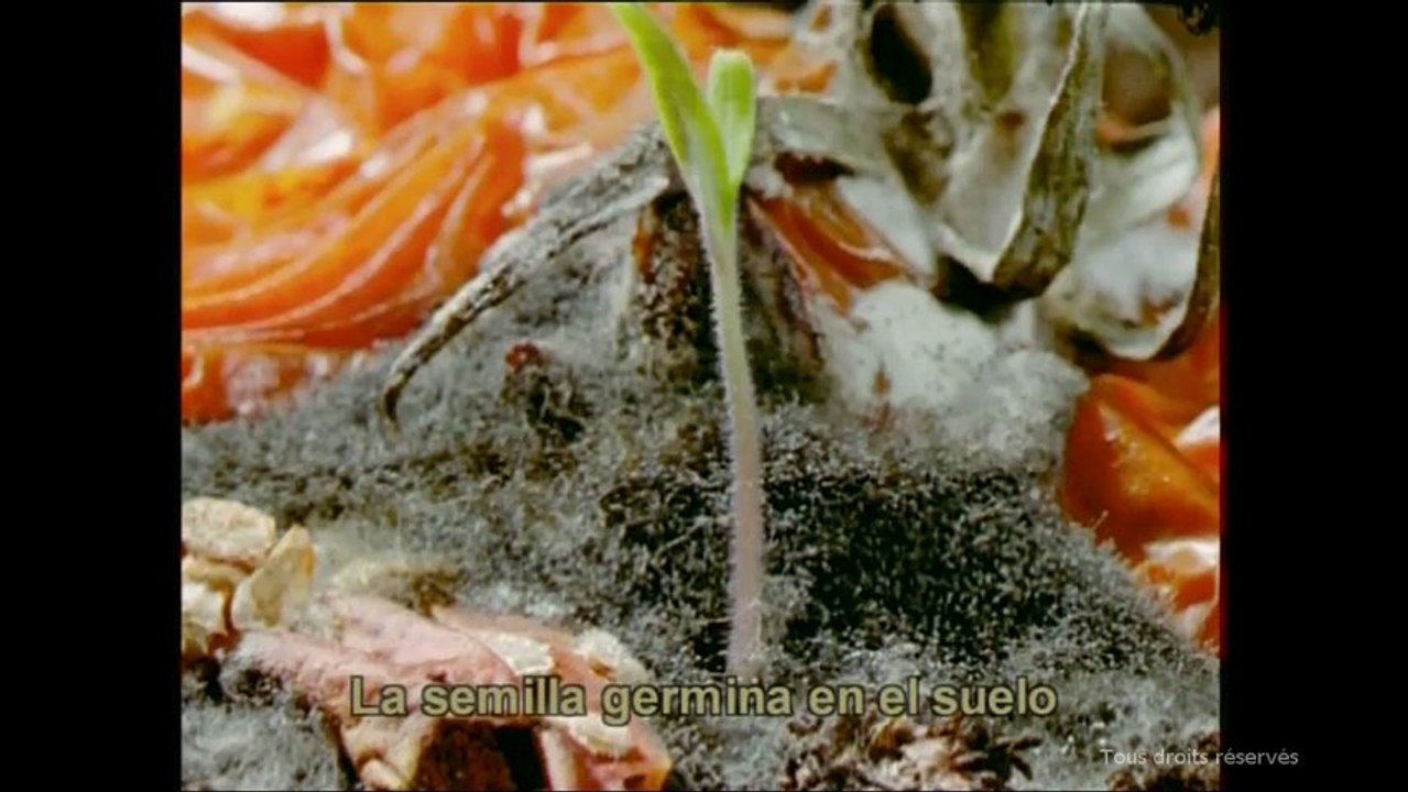 La tomate