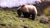 Grizzly Bears in Yellowstone National Park