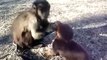 monkey and puppy playing, cute animals