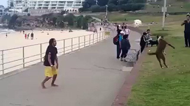 Is Dog ne tu India ki football ki team ko bhi peche choor dia - hahaha Must watch