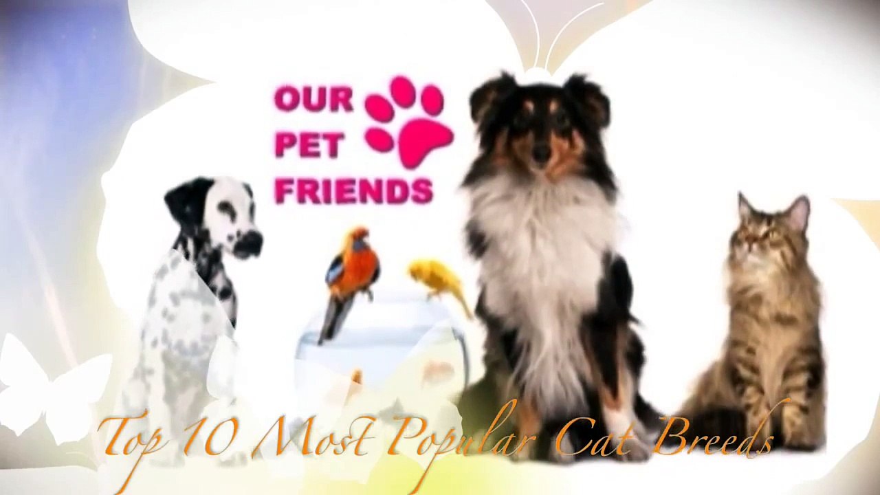 Top 10 Most Popular Cat Breeds as Pets - Our Pet Friends