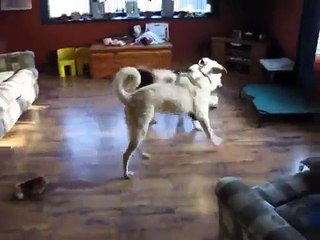 Kangal vs Karelian Bear Dog tug-o-war