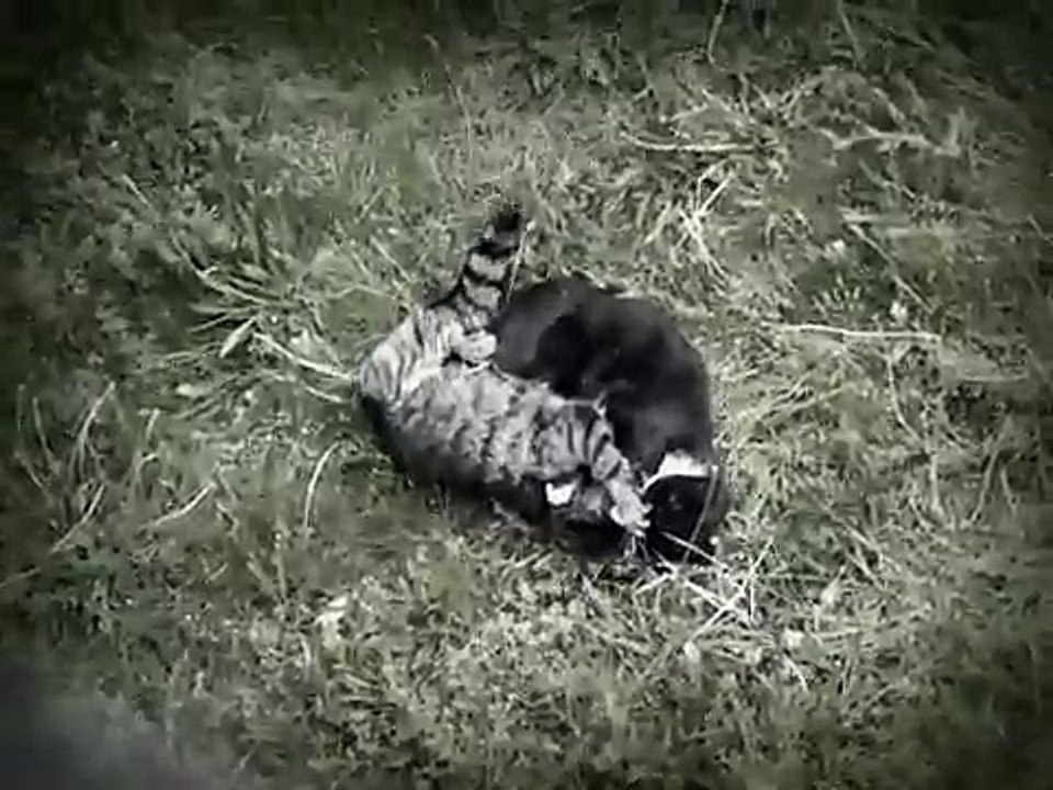 sanglant combat de chat