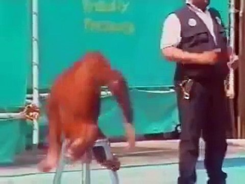 Şempanzeden Müthiş Performans