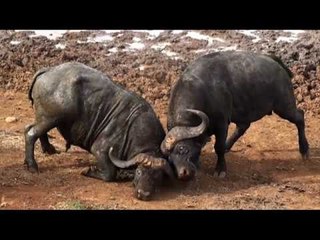 Çin'de Bufaloların Güreşi Tek Darbeyle Bitti