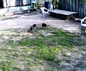 Cock fighting 1
