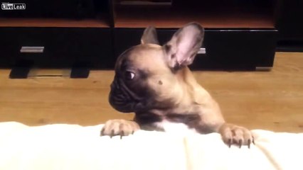 Говорящая собачка , невероятно но это правда