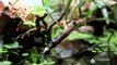 Paludarium d'intérieur Wild Amazone Cichlid - Live Planted Aquarium