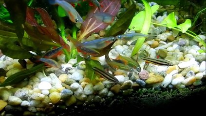 HD Nannostomus marginatus - Zwerg Ziersalmler Nano Aquarium kleine Fische