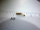 Case-bearing Clothes Moth larva