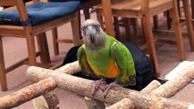 Kili Senegal Parrot - Making Weird Noises, Anyone Know Why?
