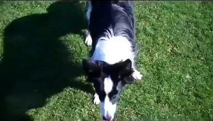 How-to Teach The "Where's Your Bum" Trick - New Funny Dog Trick