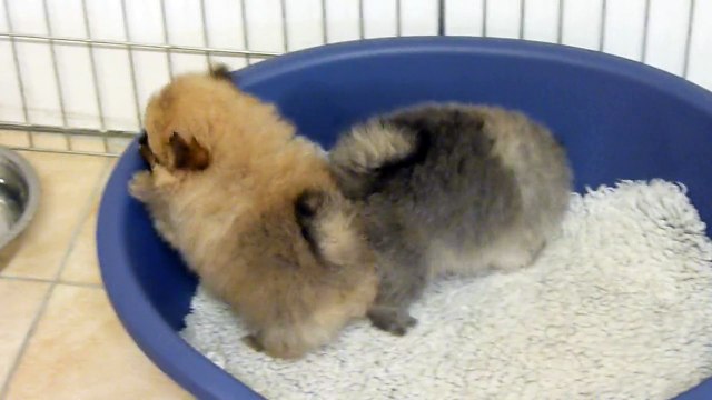 Chiots spitz allemand nés le 25/04/15