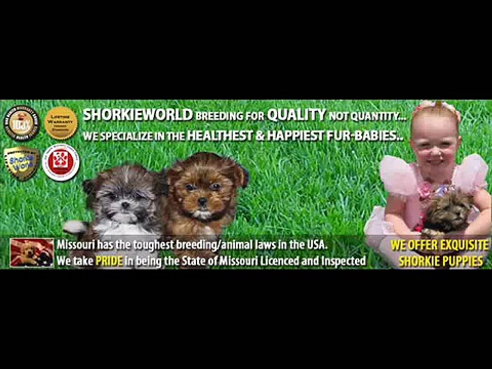 Shorkie puppies, shih tzu mix puppies , yorkie mix puppies Shorkieworld.com ONLY the BEST!!