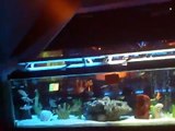 shakes 150 gallon fish tank in the club/pool hall
