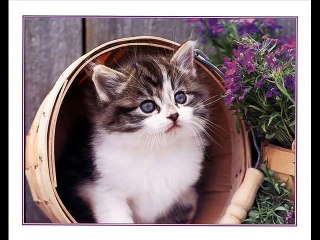 Dawud Wharnsby - Animals Love Quran (nasheed)