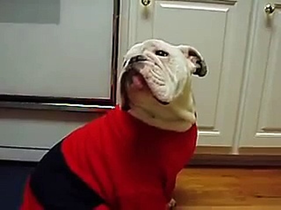 George In His Red Sweater