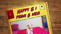 I primi 5 mesi di Happy (jack russel).m4v