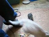 degus vs cat