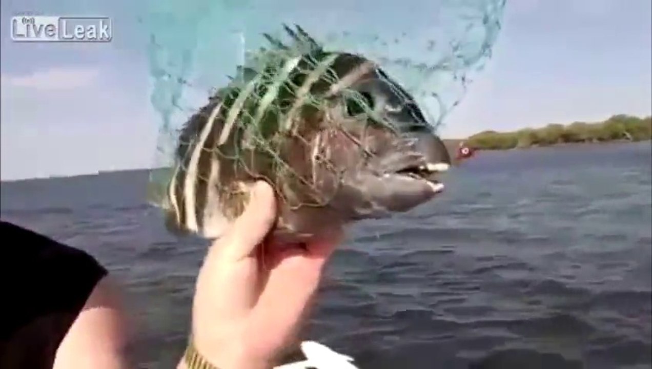 poisson avec dents humaine